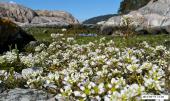 Blomster p Kjerringetna
